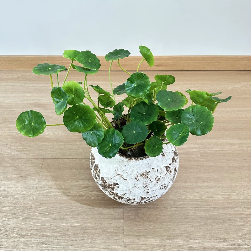Pilea Peperomioides - قطعتان من أوراق نبات البايليا الاصطناعية