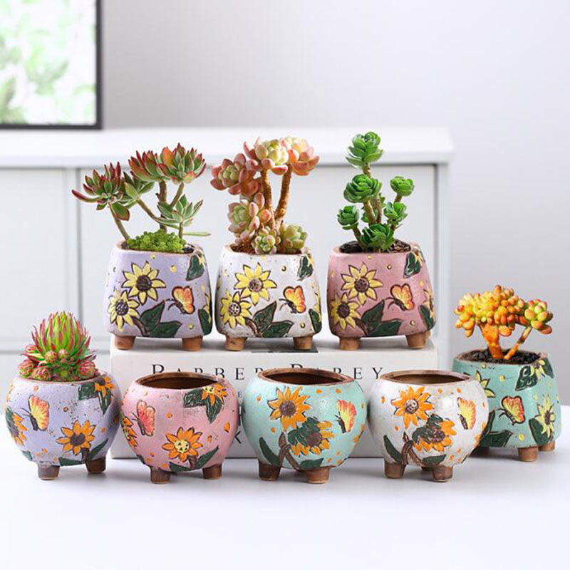 الكورية نمط عباد الشمس نمط وعا - مراجعة Echeveria Succulent وسعره