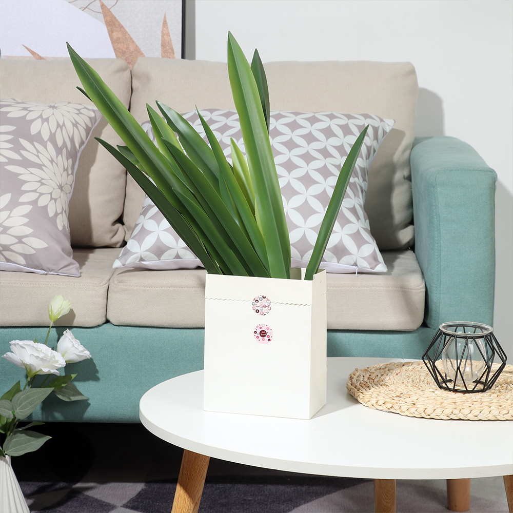 ورقة السحلية الصناعية عالية ال - مراجعة Dracaena Marginata وسعره