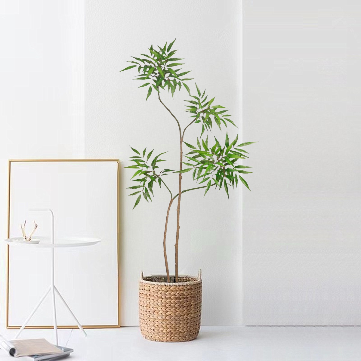 130-160 سنتيمتر شجرة بانيان ال - مراجعة Dracaena Marginata وسعره