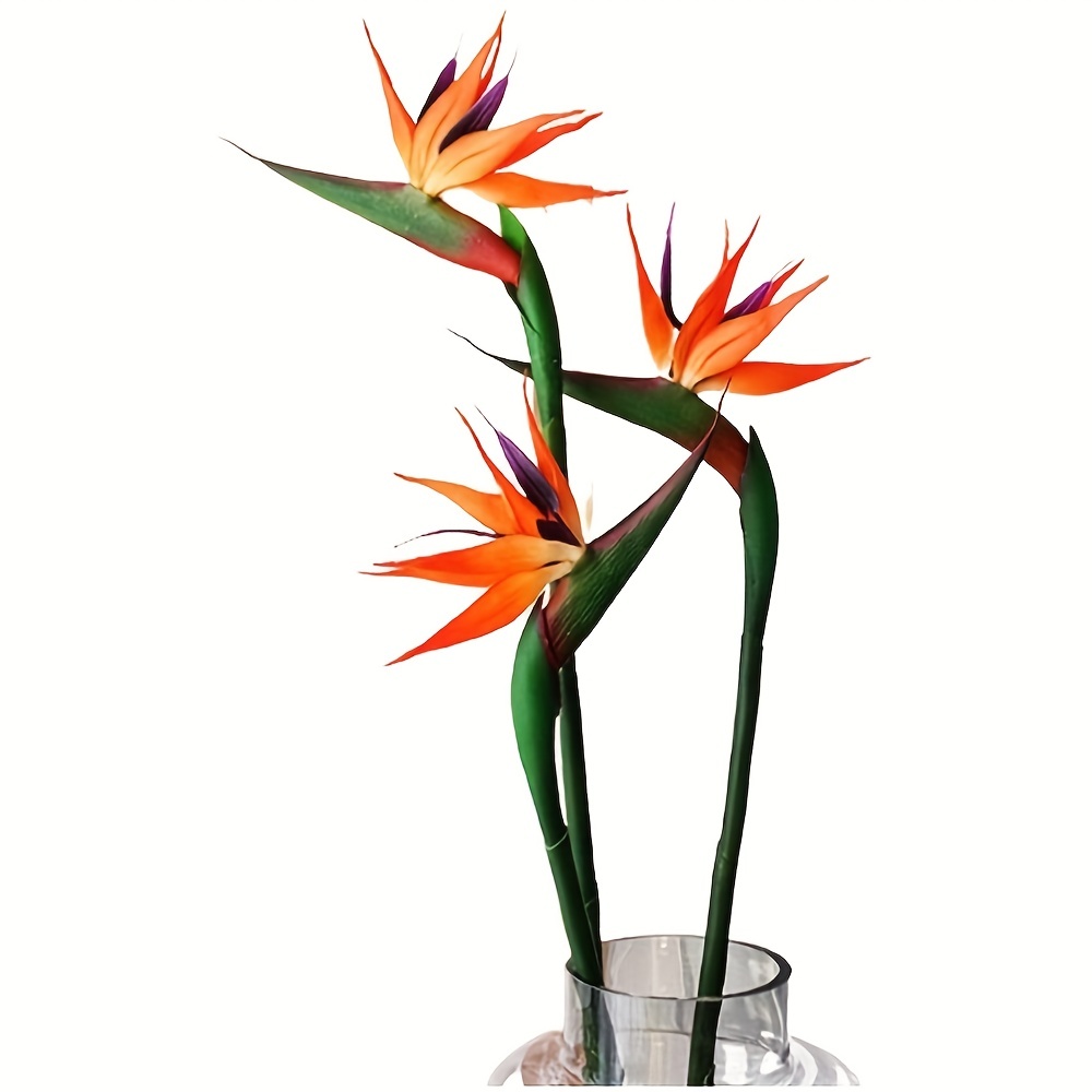 3 قطع من زهور طيور السماء الاص - مراجعة Bird Paradise Strelitzia وسعره