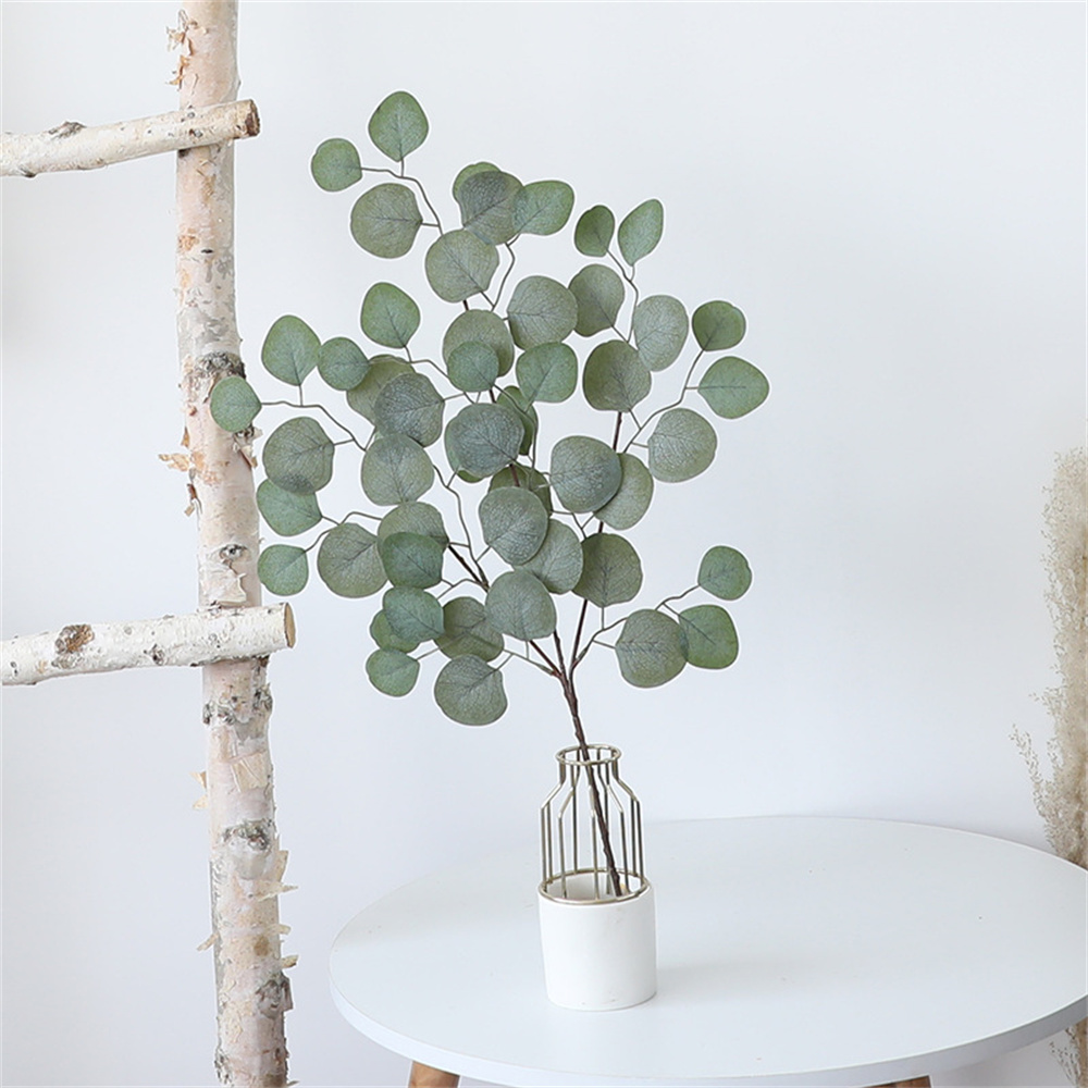 أوراق الكافور الكرمة النباتات  - مراجعة Dracaena Marginata وسعره
