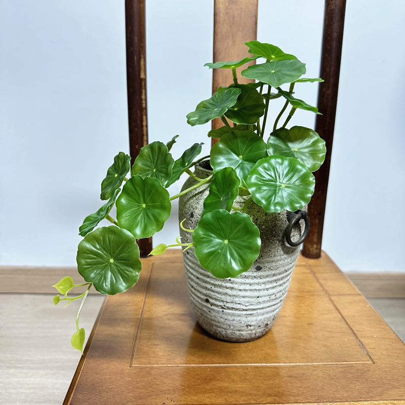 قطعتان من أوراق نبات البايليا  - مراجعة Pilea Peperomioides وسعره