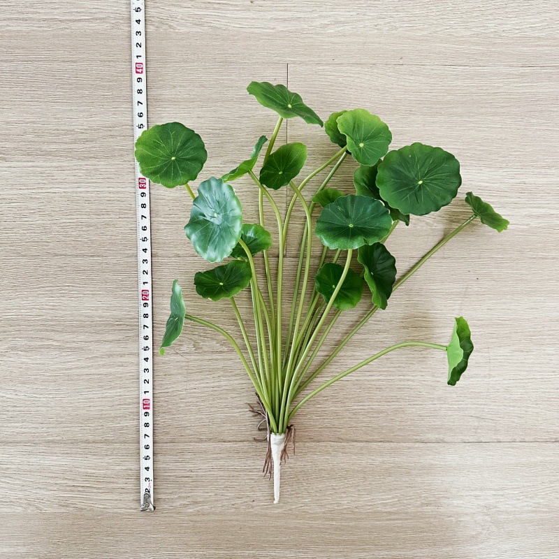 قطعتان من أوراق نبات البايليا  - مراجعة Pilea Peperomioides وسعره