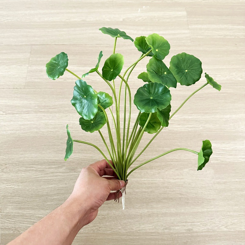 قطعتان من أوراق نبات البايليا  - مراجعة Pilea Peperomioides وسعره
