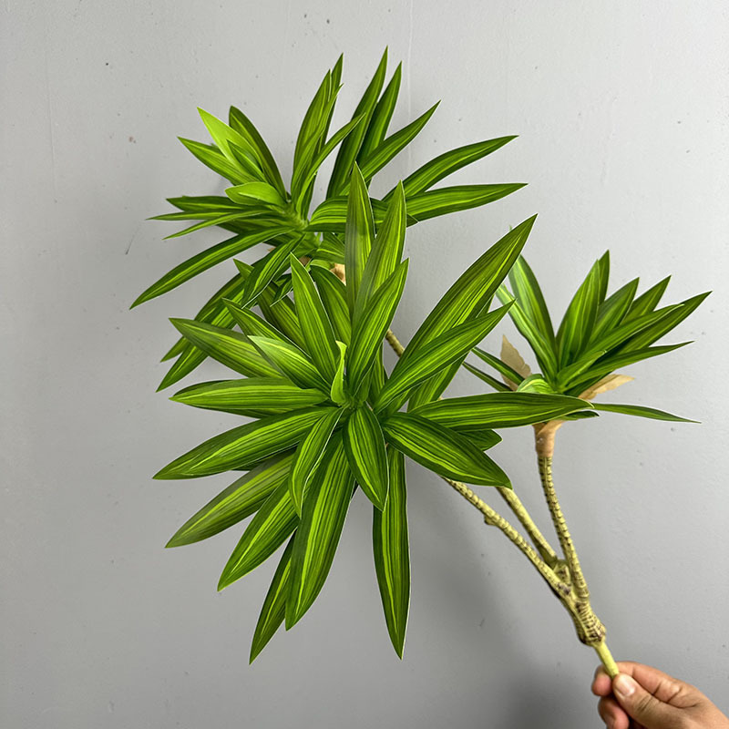 نباتات خضراء مقلدة 3 رؤوس زنبق - مراجعة Dracaena Marginata وسعره