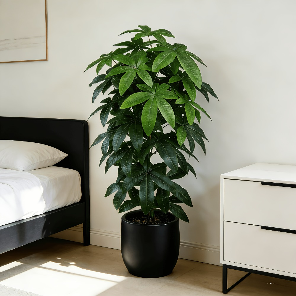 شجرة المال الاصطناعية (باشيرا  - مراجعة Dracaena Marginata وسعره